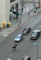 Moose Xinging to Starbucks